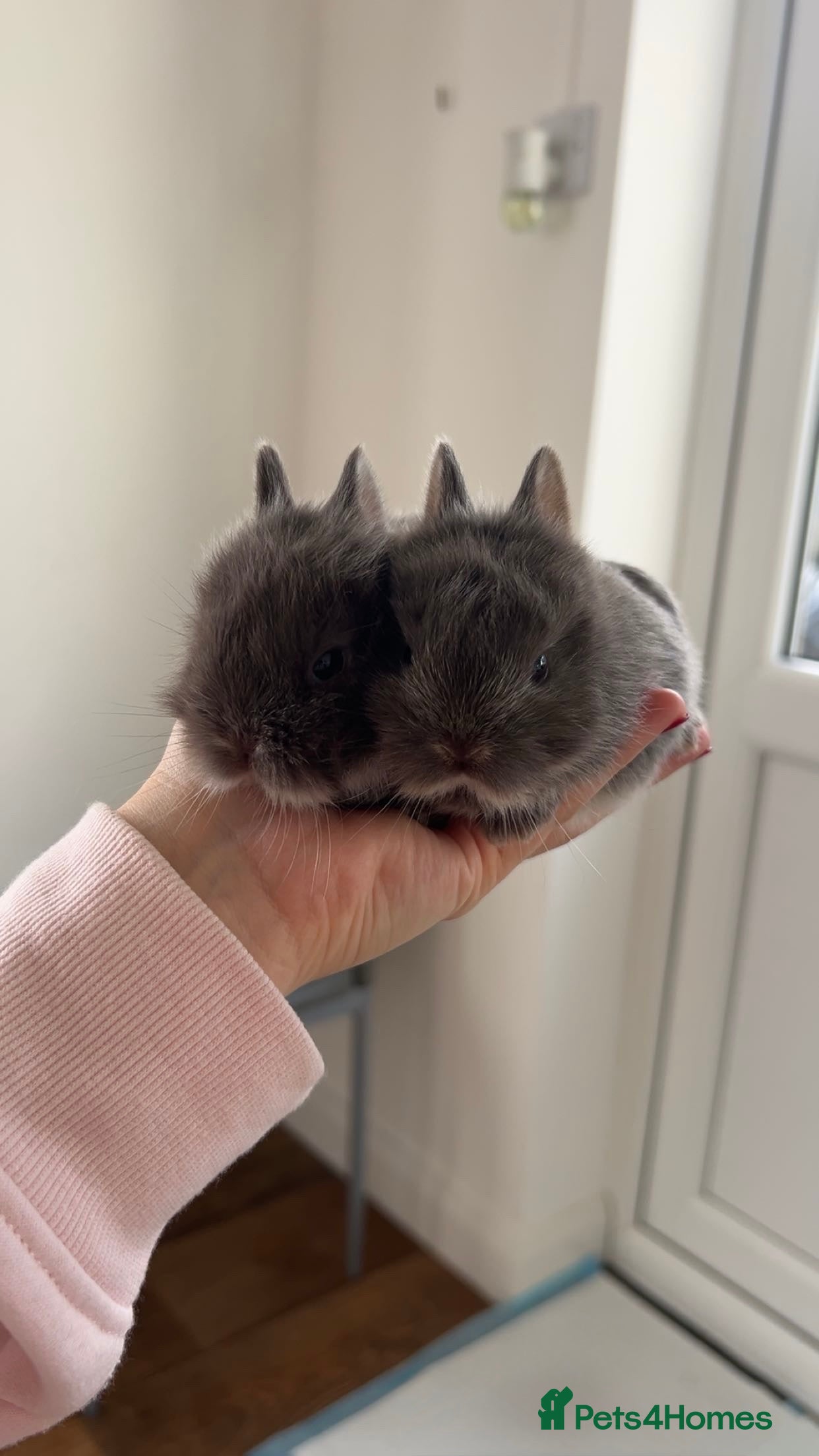 Mixed Breed rabbits Lionhead X Netherland Dwarf Bucks - Advert 1