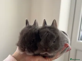 Mixed Breed rabbits Lionhead X Netherland Dwarf Bucks - Advert 1