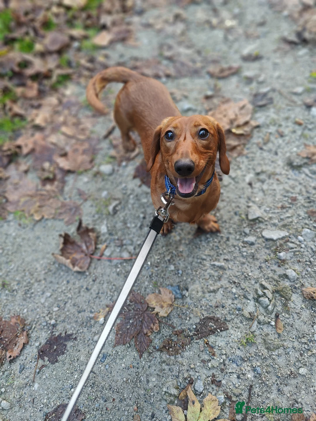 Miniature Dachshund dogs for stud: Miniature Daschund for Stud - Advert 2