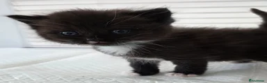 British Shorthair Kitten 3