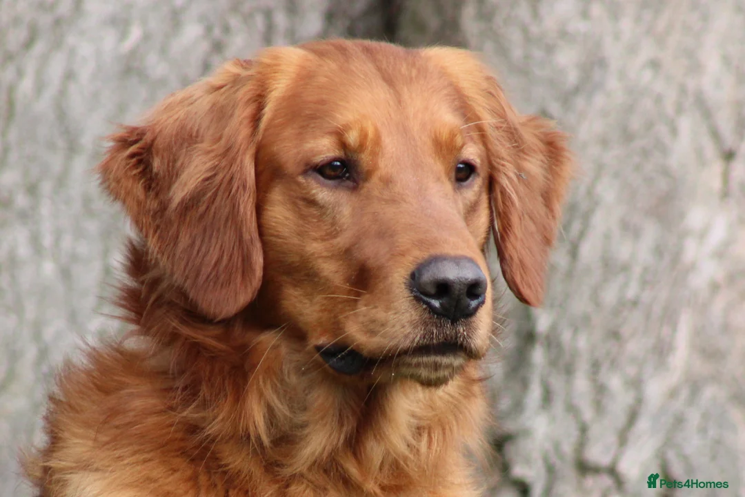 Golden Retriever dogs for stud: EXTENSIVELY health tested with excellent results! in Newark - Advert 3