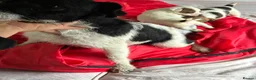 Jack Russell dogs for sale: Outstanding Jackrussle pups  in Caerphilly - Advert 5