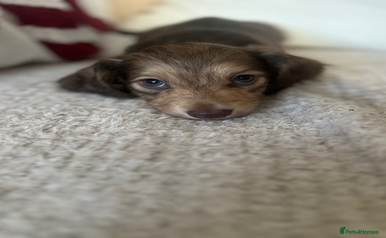 Miniature Dachshund dogs Top quality long haired miniature dachshunds  - Advert 7