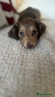Miniature Dachshund dogs Top quality long haired miniature dachshunds - Advert 3
