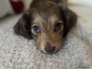 Miniature Dachshund dogs Top quality long haired miniature dachshunds - Advert 5