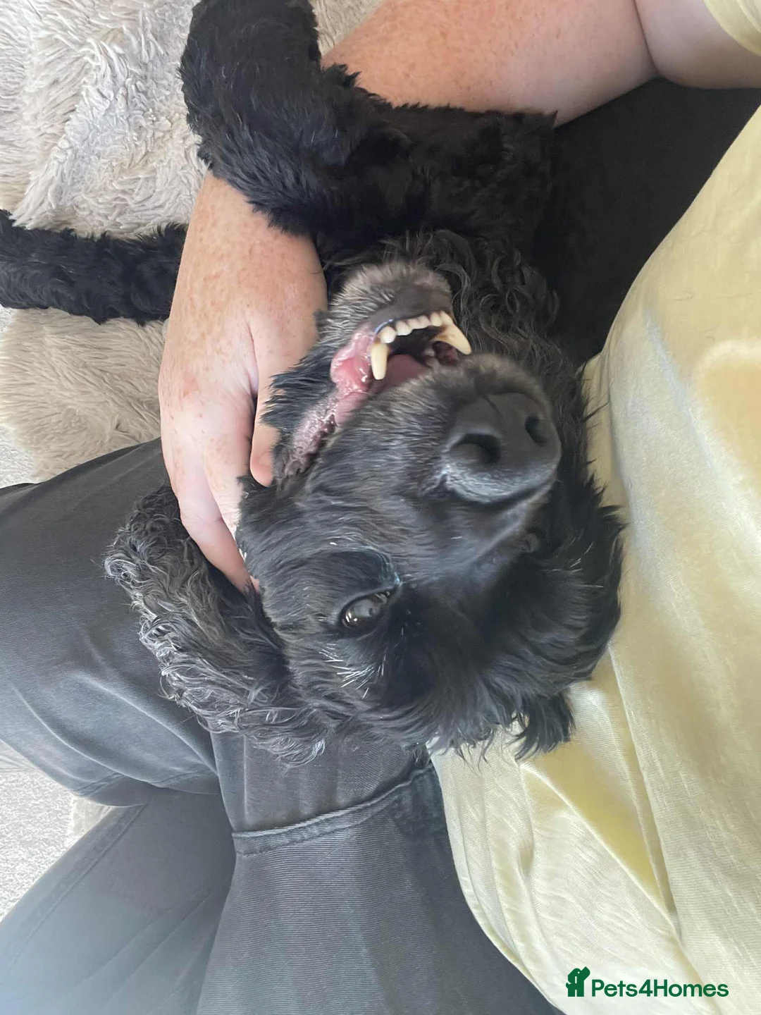 Cocker Spaniel dogs for sale: Show Cocker spaniel - Advert 3