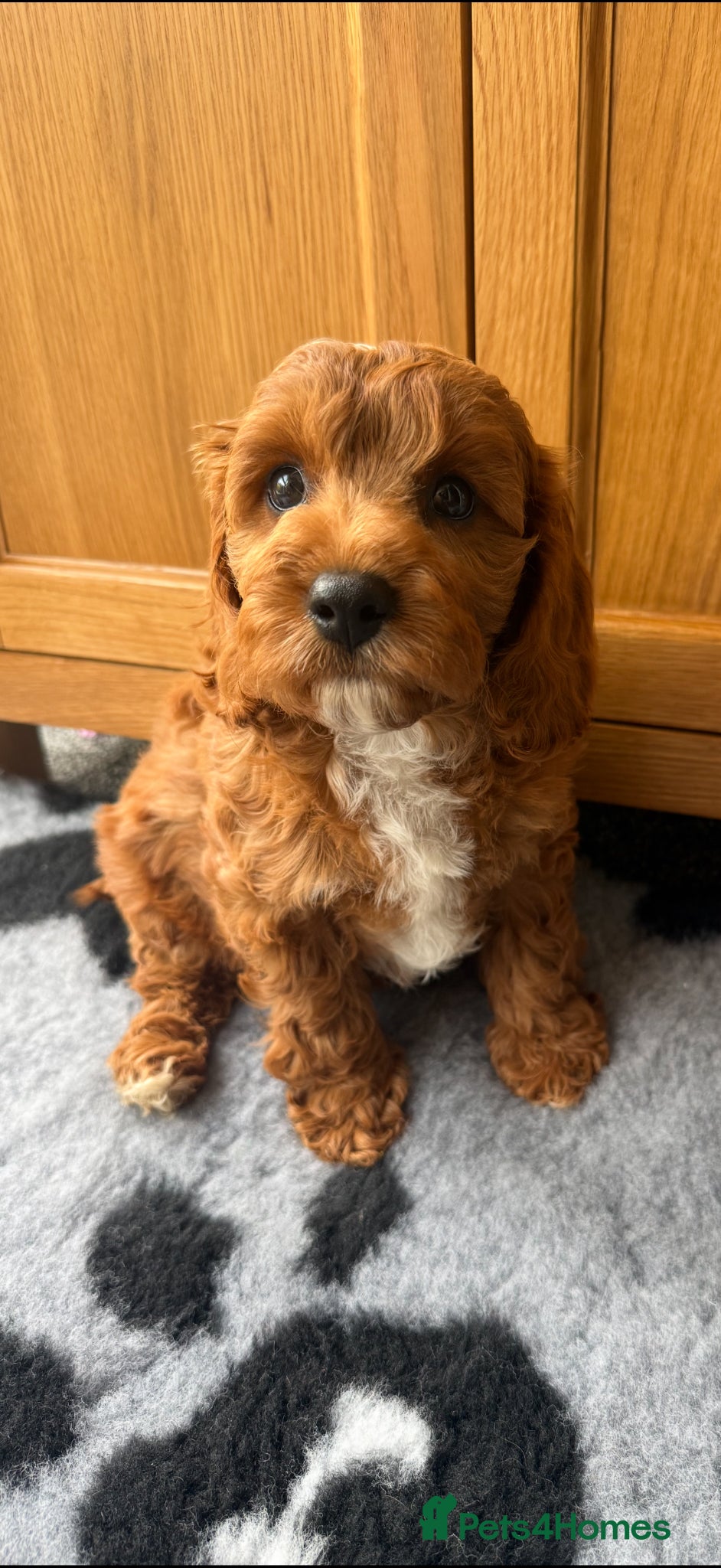 Cavapoo dogs Extensively Health Tested Red Cavapoos - Advert 2