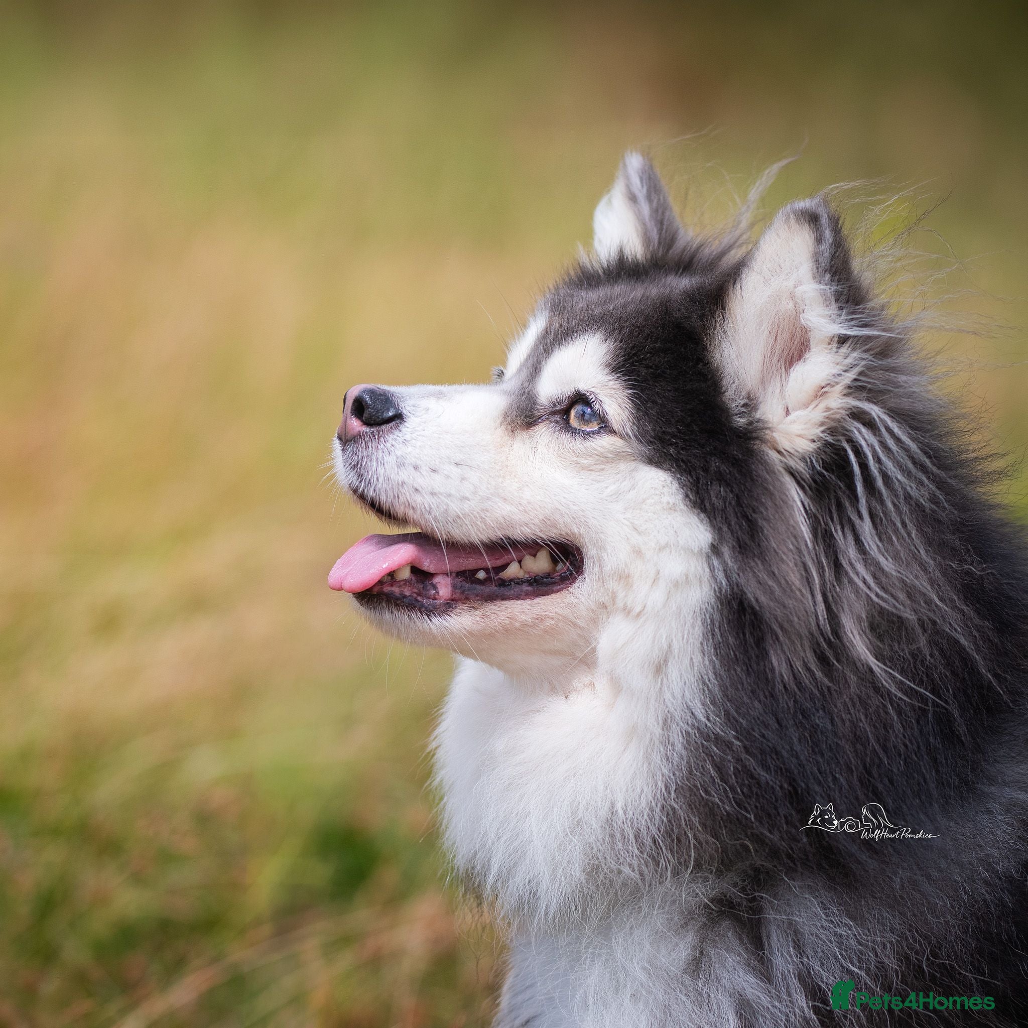 Pomsky dogs Fully Health tested F2 Blue/White Pomsky Stud - Advert 5