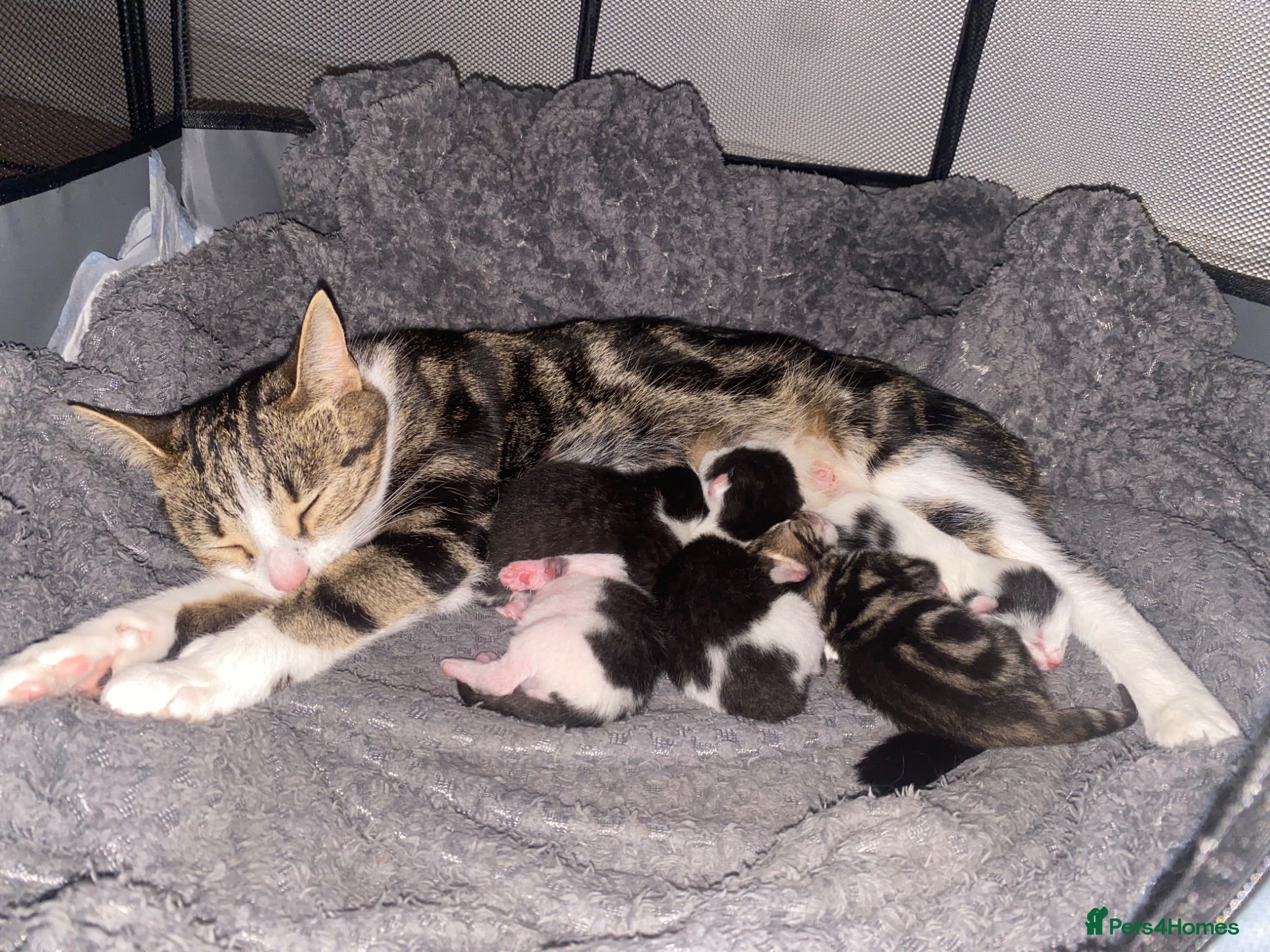 Mixed Breed cats Kittens  - Advert 13