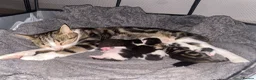 Mixed Breed cats for sale: Kittens  in Cardiff - Advert 1