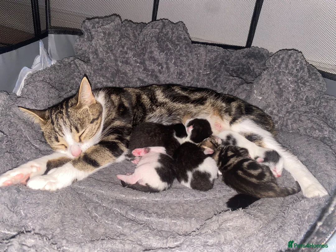 Mixed Breed cats for sale: Kittens  in Cardiff - Advert 1