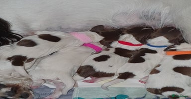 English Springer Spaniel dogs - Advert 10