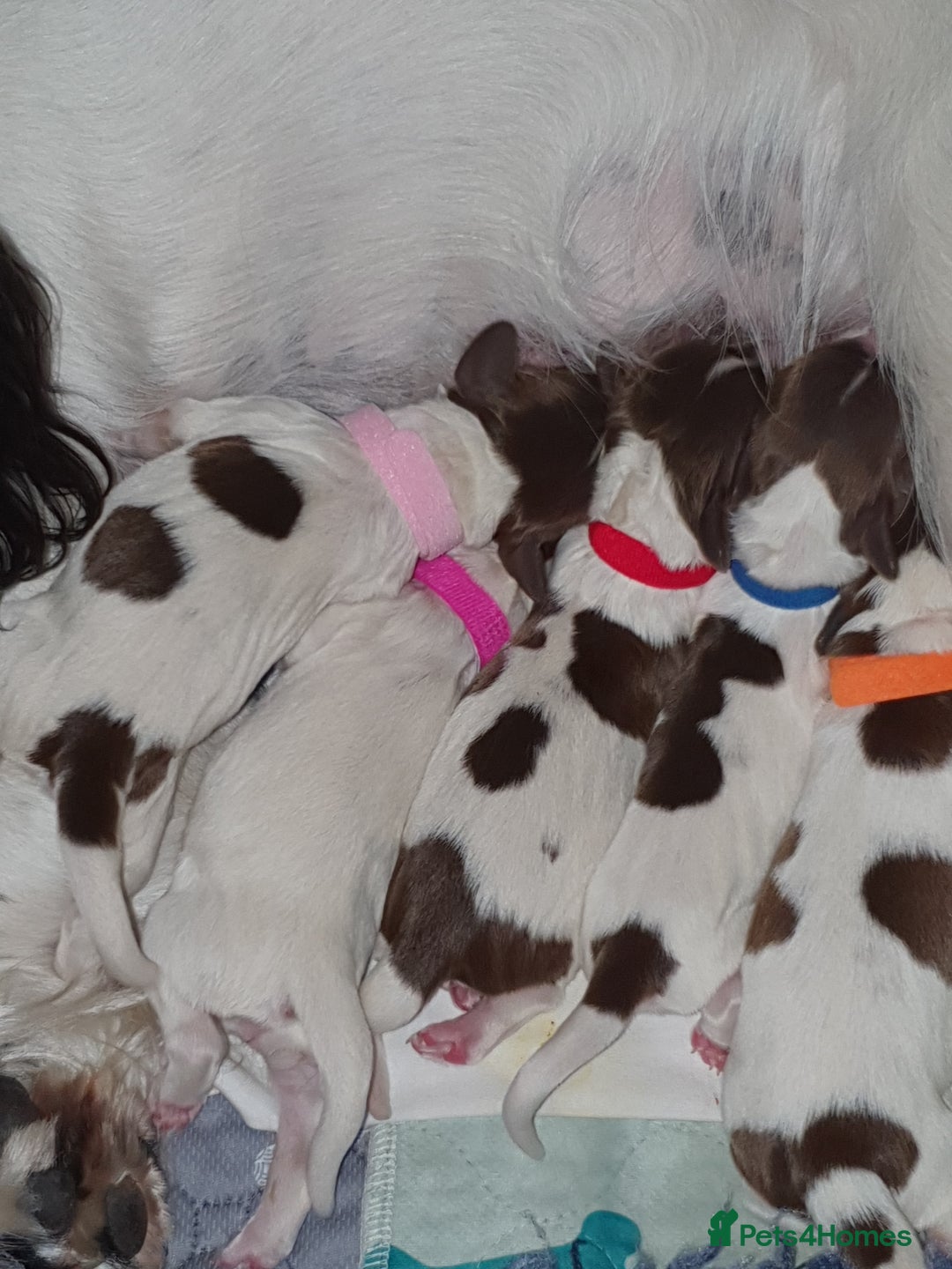 English Springer Spaniel dogs for sale: KC-ESS PUPPIES - DNA Health tested   - Image 4