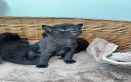 Mixed Breed cats for sale: Russian blue cross black and tabby kittens  - Image 5