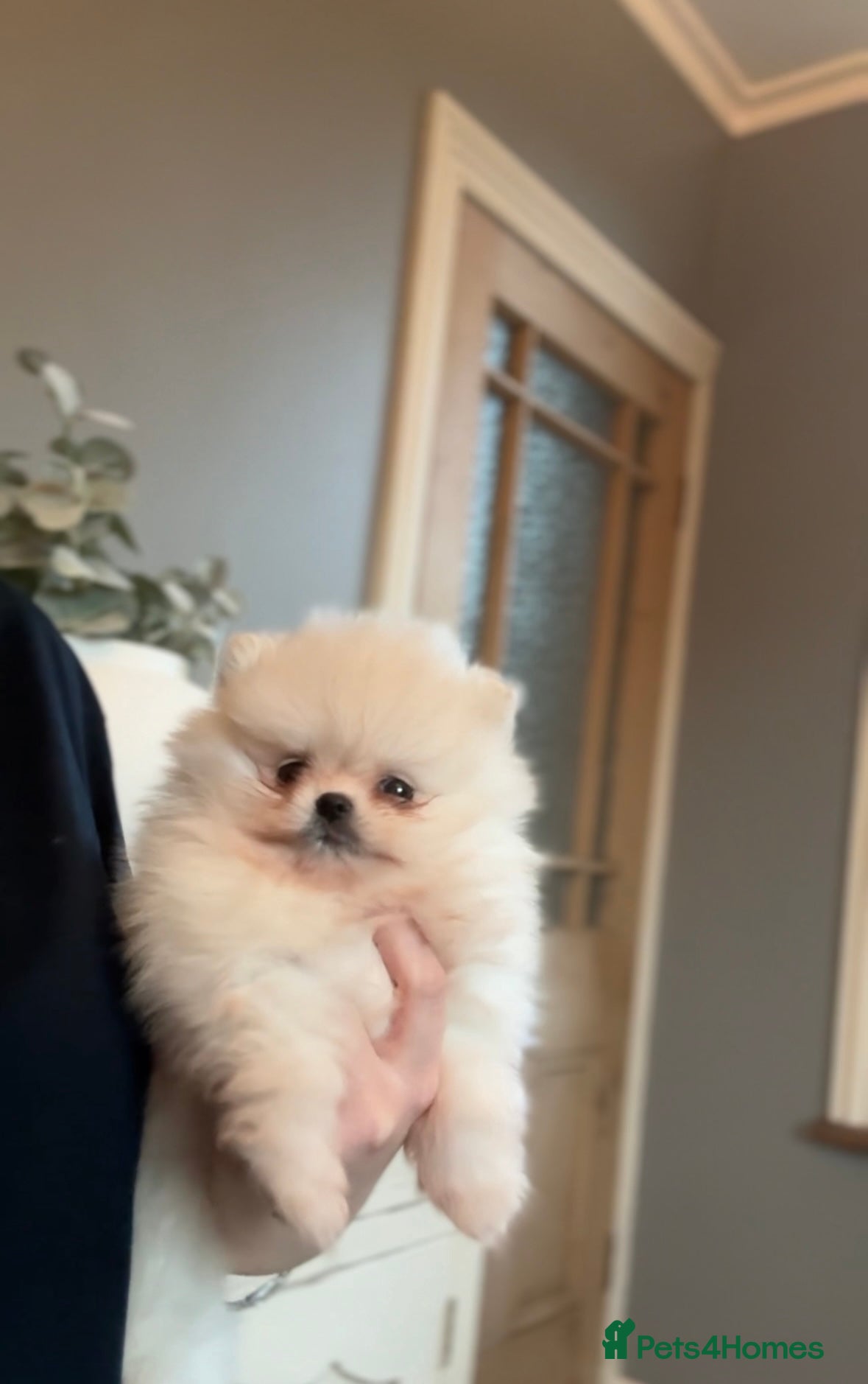 Pomeranian dogs WHITE KC TEDDY BEAR! 1 GIRL LEFT 🐻 READY NOW! - Advert 7