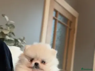 Pomeranian dogs WHITE KC TEDDY BEAR! 1 GIRL LEFT 🐻 READY NOW! - Advert 14
