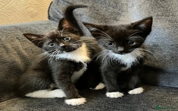 Mixed Breed cats for sale: Girl kittens for good homes only - Image 1
