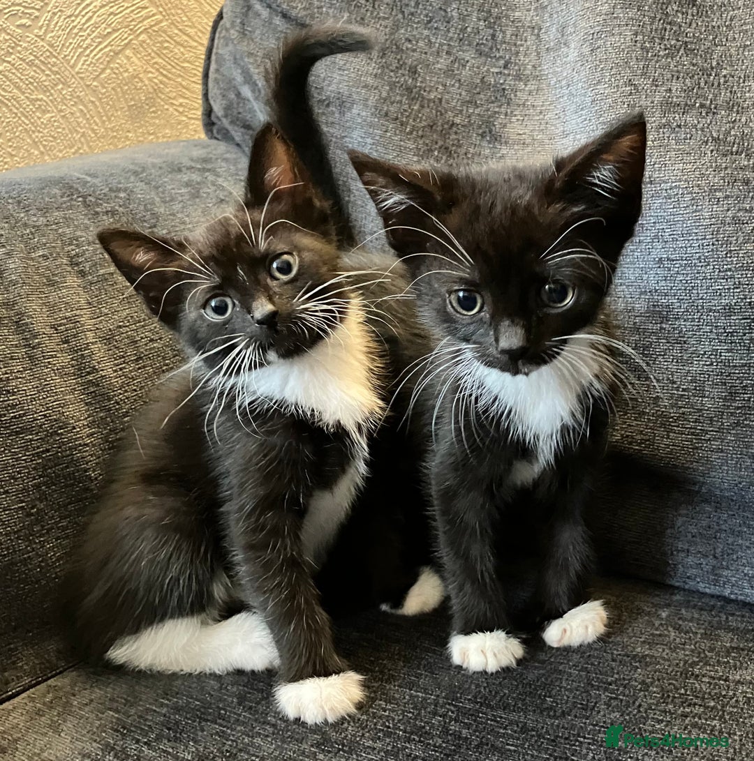 Mixed Breed cats for sale: Girl kittens for good homes only - Image 1