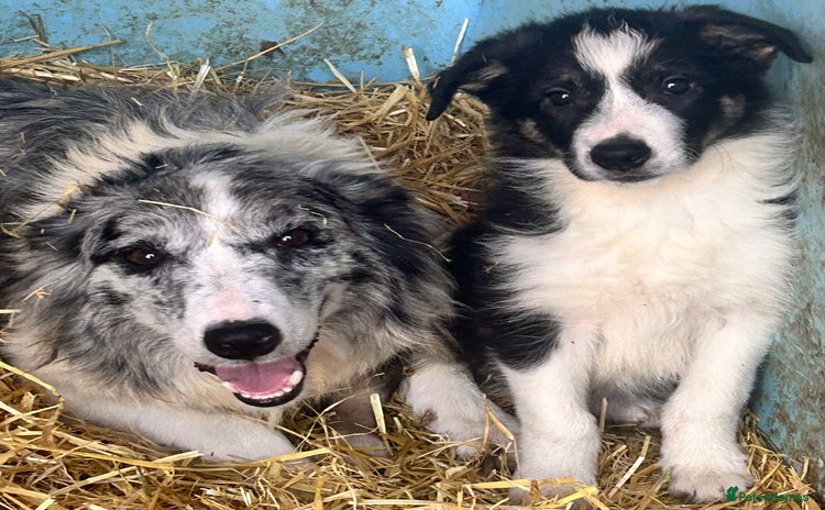 Border Collie dogs - Advert 2