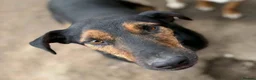 Mixed Breed dogs for adoption: CRISTI - A Lovely Survivor for a Loving Home in Nottingham - Advert 5