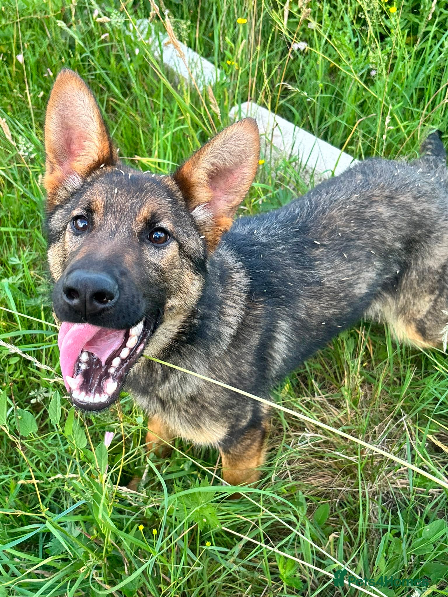 German Shepherd dogs Exceptional 7 month old German imported female - Advert 13