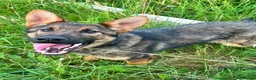 German Shepherd dogs for sale: Exceptional 7 month old German imported female in Billericay - Advert 1