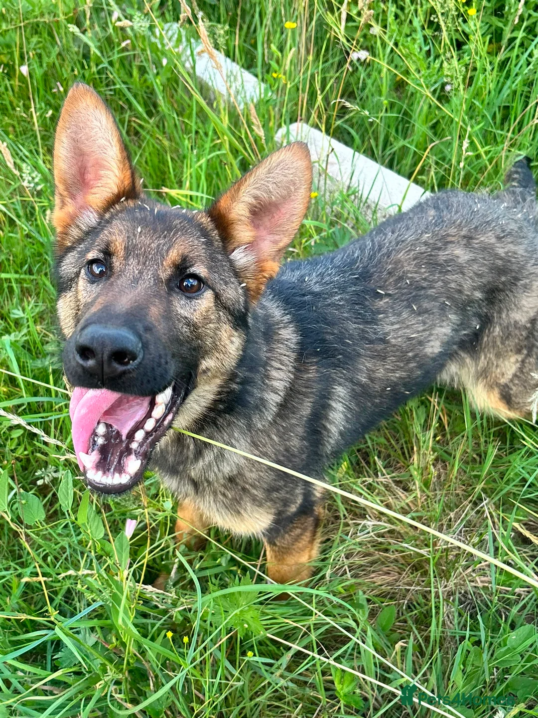 German Shepherd dogs for sale: Exceptional 7 month old German imported female in Billericay - Advert 1
