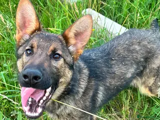 German Shepherd dogs Exceptional 7 month old German imported female - Advert 4