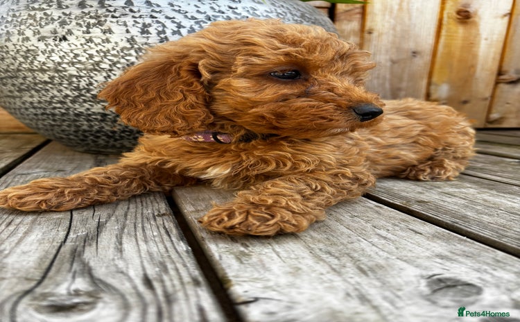 Cockapoo dogs - Advert 3