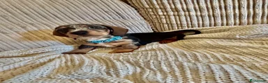 Miniature Dachshund Puppy 1