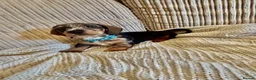 Miniature Dachshund dogs for sale: Miniature smooth hair x wire hair  - Advert 17