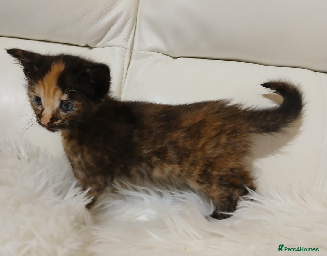 Savannah cats for sale: Savannah x Maine Coon kittens - Advert 11