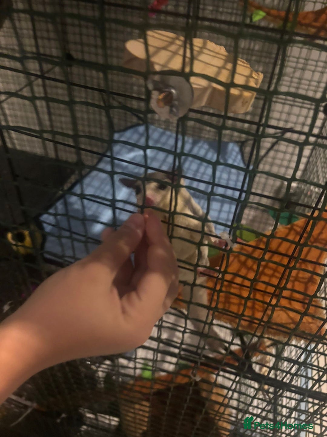 Sugar Glider rodents for sale: Breeding pair sugar gliders  - Advert 3