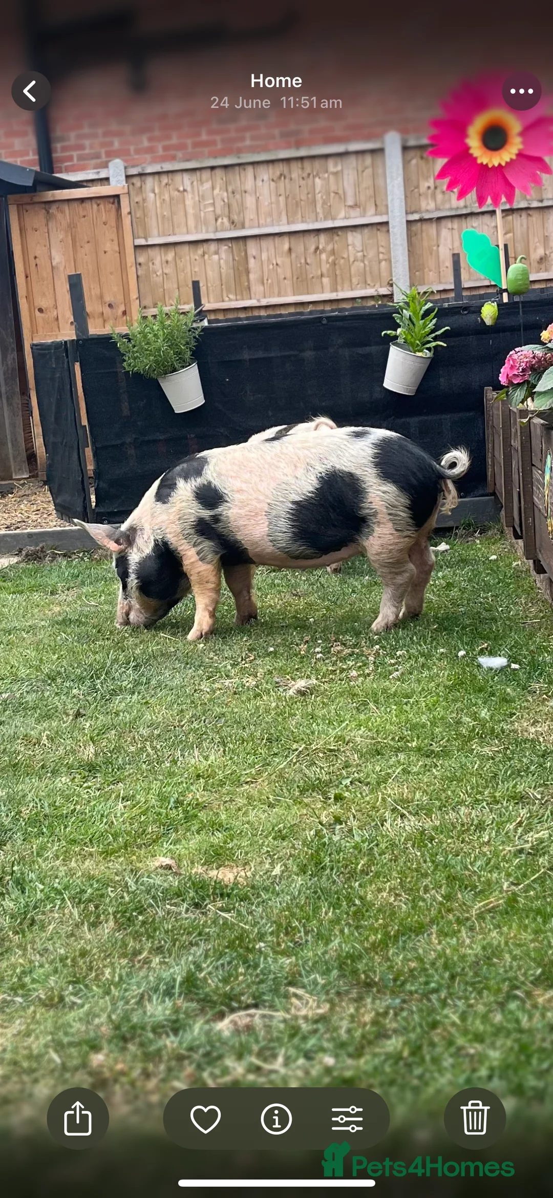 Pig livestock for sale: Female Mini Pigs looking for loving pet home - Advert 2