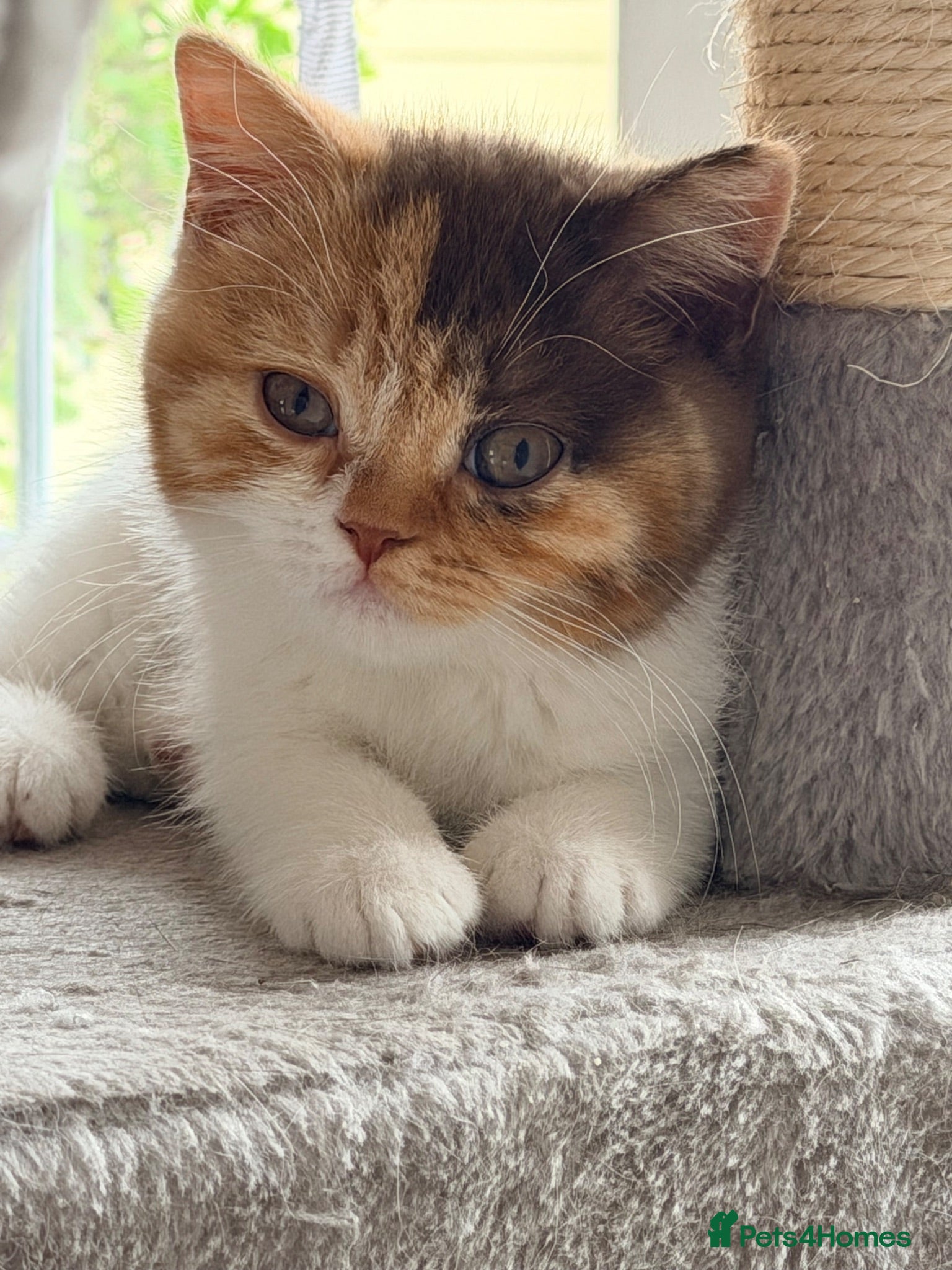 British Shorthair cats Chocolate bi coloured tortie girl - Advert 2