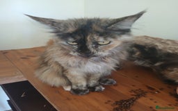 Mixed Breed cats for sale: Maine Coon crossed with Ragdoll ( Ragcoon )  - Image 11