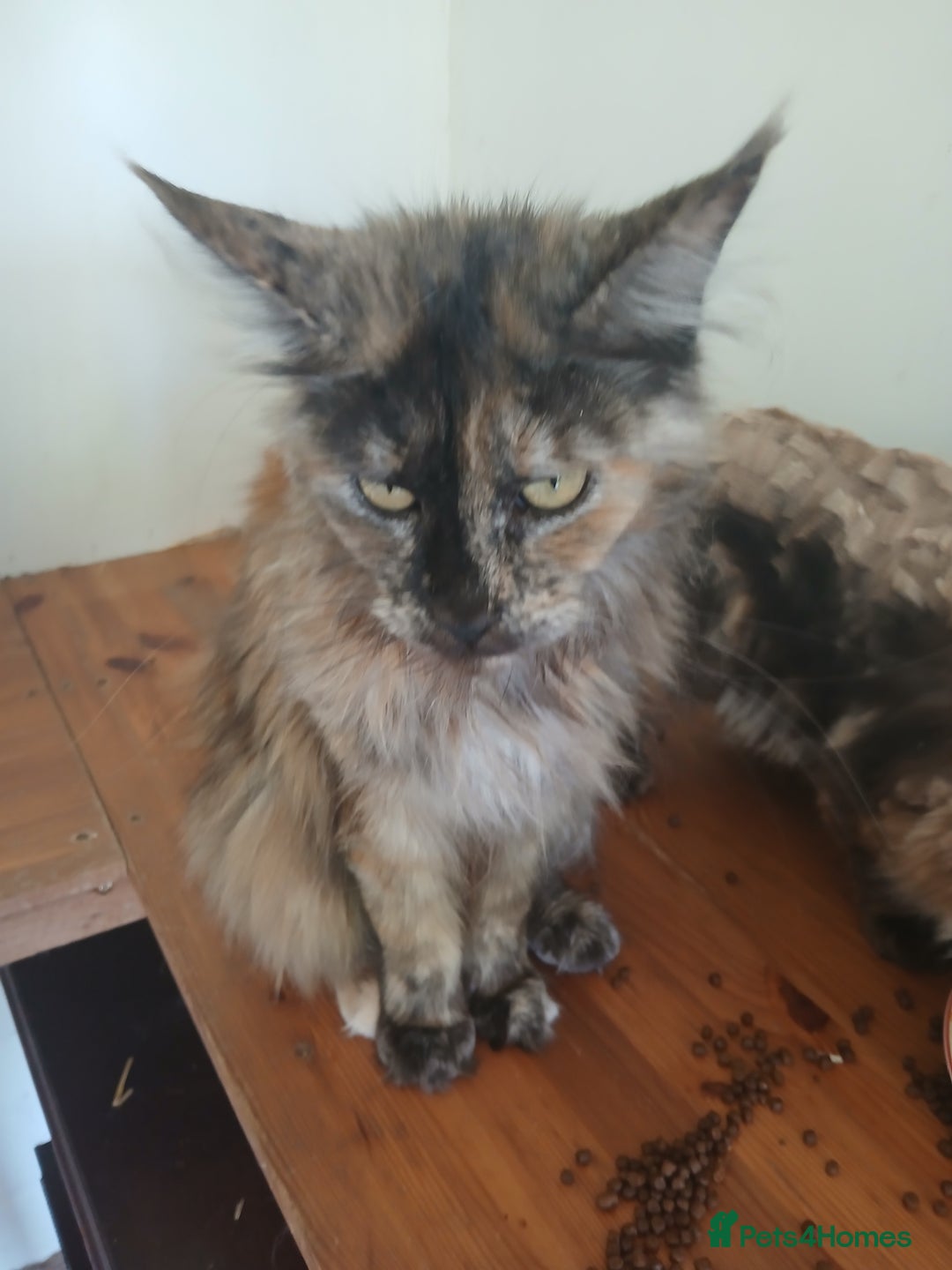 Mixed Breed cats for sale: Maine Coon crossed with Ragdoll ( Ragcoon )  - Image 11