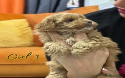 Shihpoo dogs for sale: 🐾 Toy Poodle x Shihpoo Puppies for Sale - Image 8