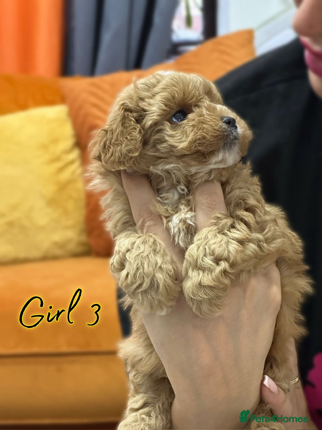 Shihpoo dogs for sale: 🐾 Toy Poodle x Shihpoo Puppies for Sale - Image 8