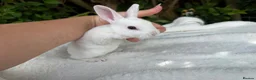 Rex rabbits for sale: ONE LEFT stunning blue eyed white mini rex baby in Whitchurch - Advert 3