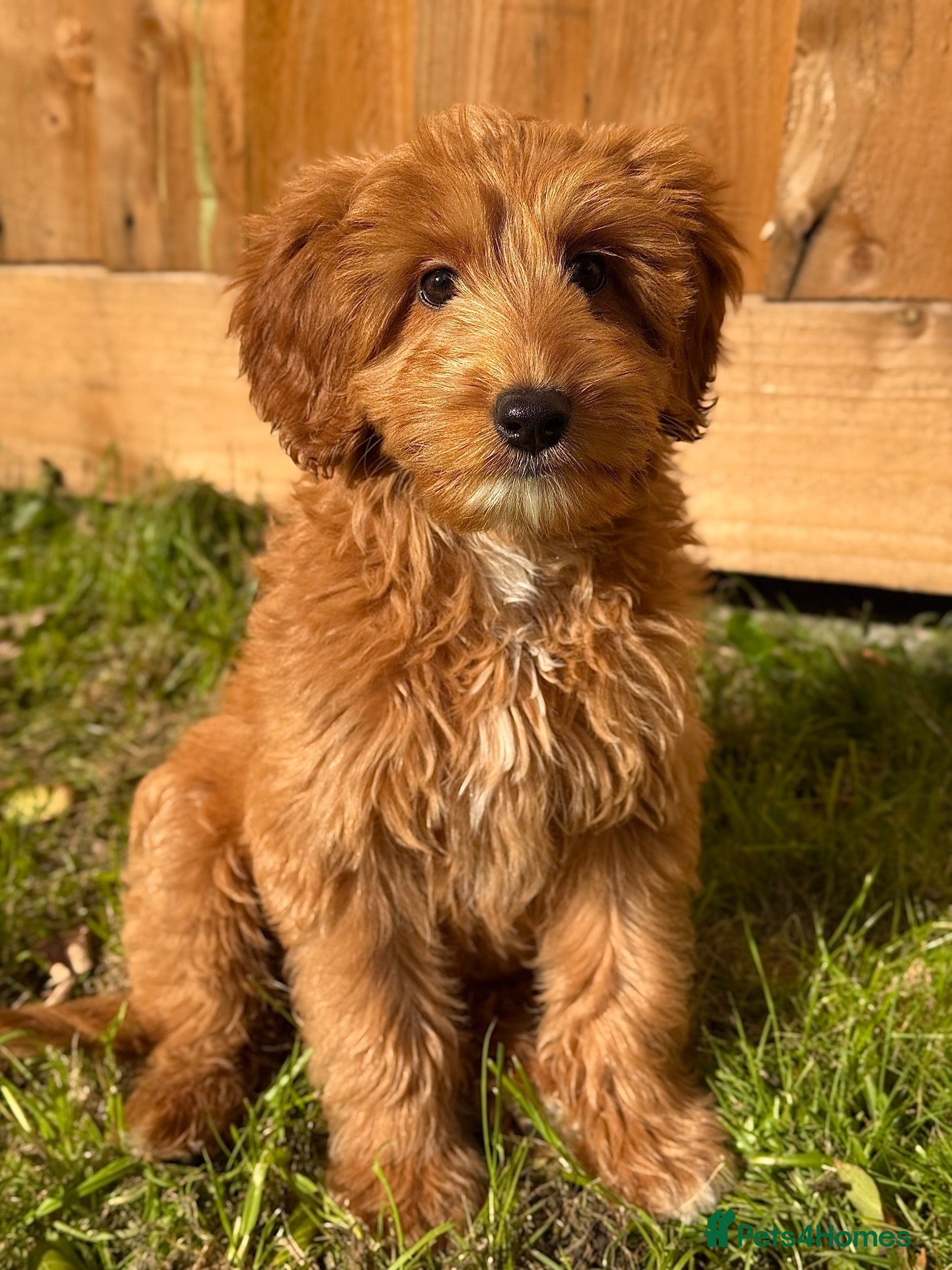 Australian Labradoodle dogs ⭐WALA Australian Labradoodles Last puppy🐶 - Advert 2