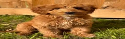 Australian Labradoodle dogs for sale: ⭐WALA Australian Labradoodles Last puppy🐶 - Advert 2