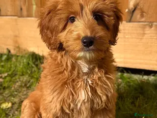Australian Labradoodle dogs ⭐WALA Australian Labradoodles Last puppy🐶 - Advert 2