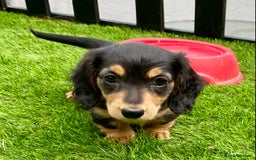 Miniature Dachshund dogs for sale: KC Reg long hair mini dachshunds “Ready now” - Image 7
