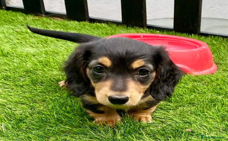 Miniature Dachshund dogs - Advert 4