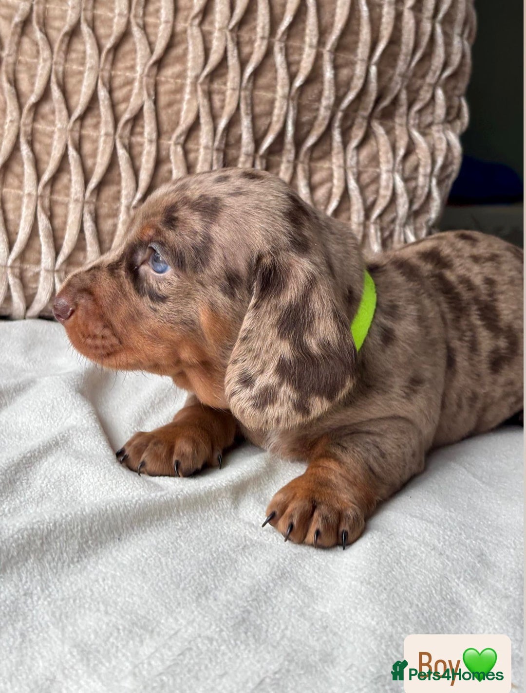 Miniature Dachshund dogs for sale: For Sale Adorable Miniature Dachshund puppies - Advert 24