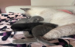 Siberian cats for sale: Siberian x British Shorthair Girls  - Image 21