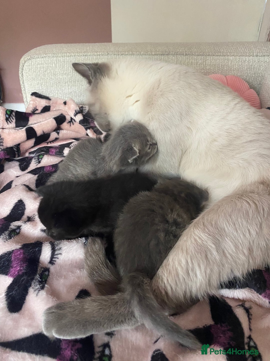 Siberian cats for sale: Siberian x British Shorthair Girls  - Image 21
