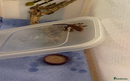 Gecko reptiles for sale: Crested gecko hatchlings  - Advert 4