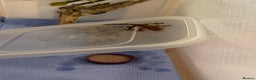 Gecko reptiles for sale: Crested gecko hatchlings with temporary enclosure! - Advert 4